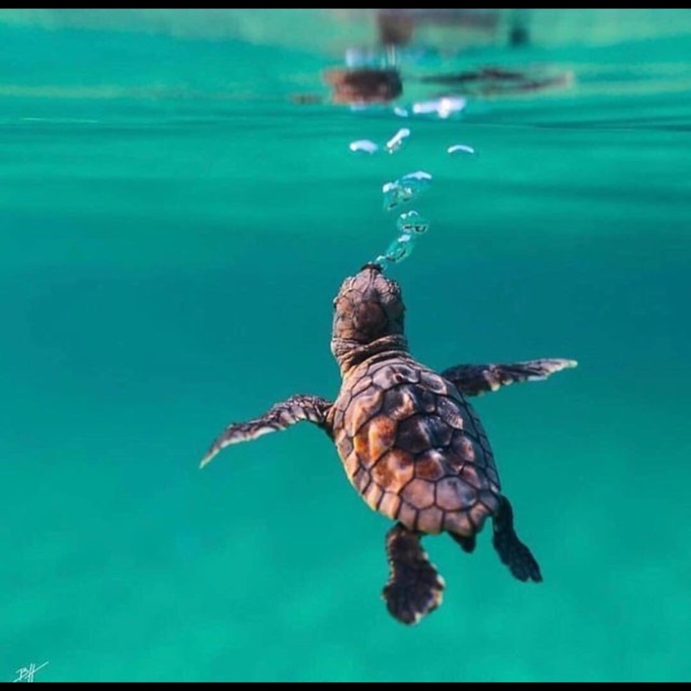 Meet your Posher, Ollie